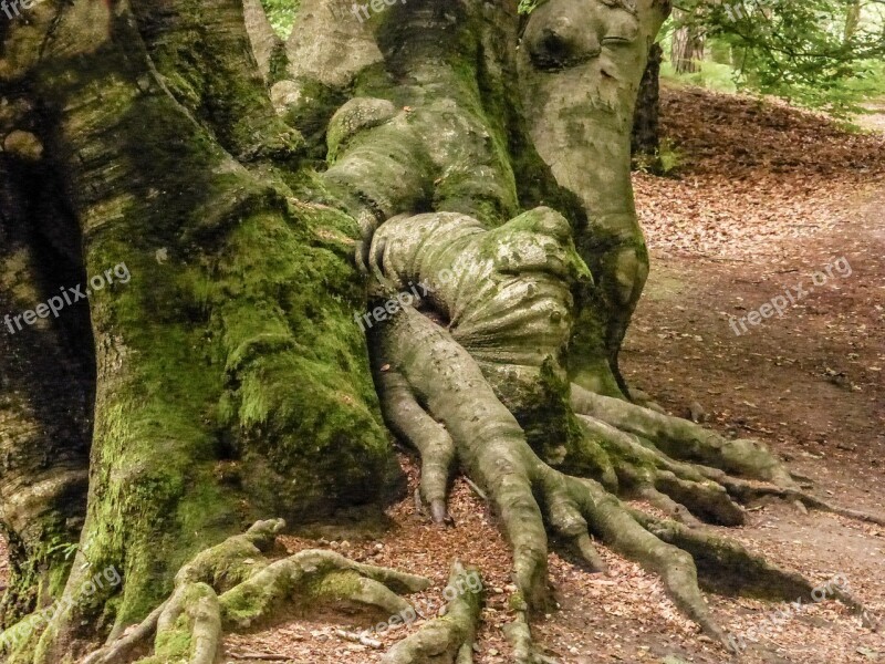 Root Tree Forest Wood Tree Root