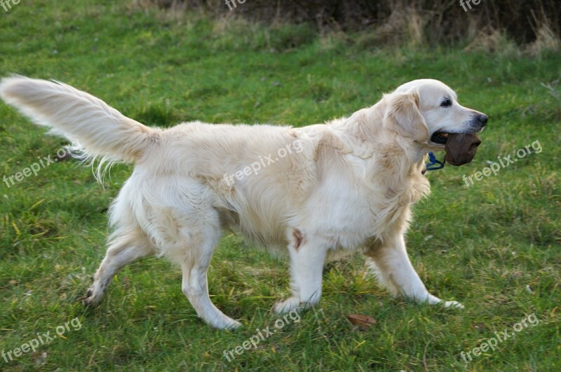 Retriever Golden Retriever Pet Animal Fur