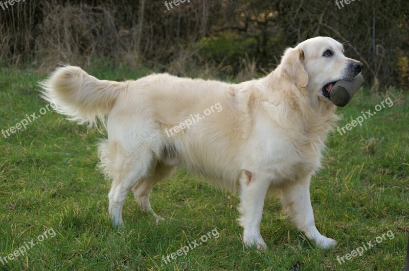 Dog Retriever Golden Retriever Pet Animal