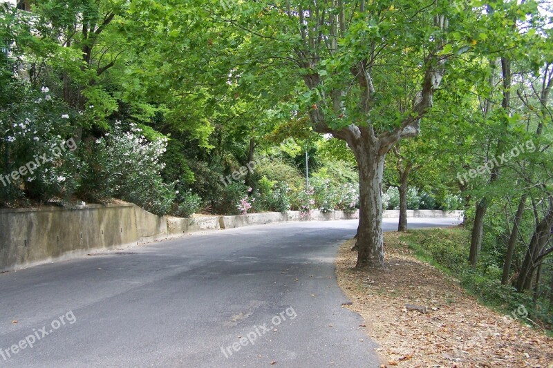 Road Avenue Trees Free Photos