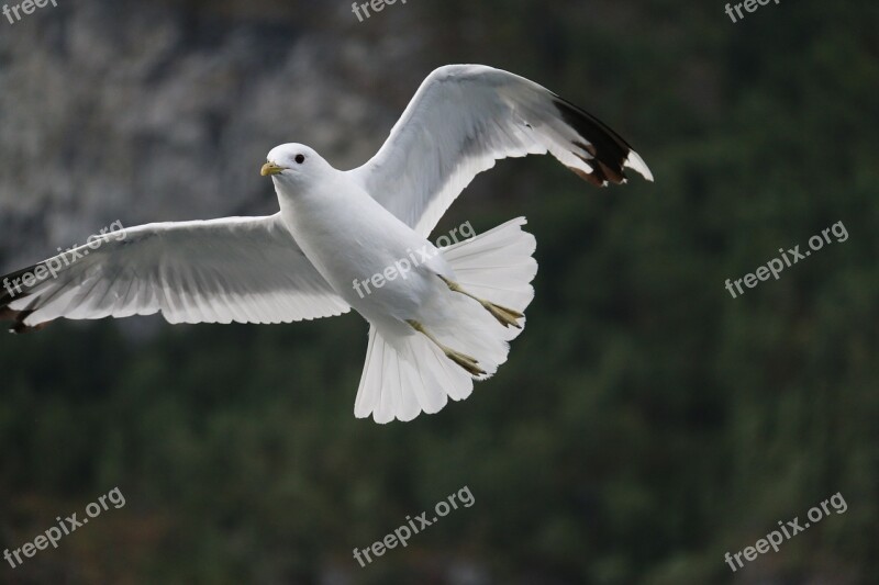 Seagull Bird Flying Wings Free Photos