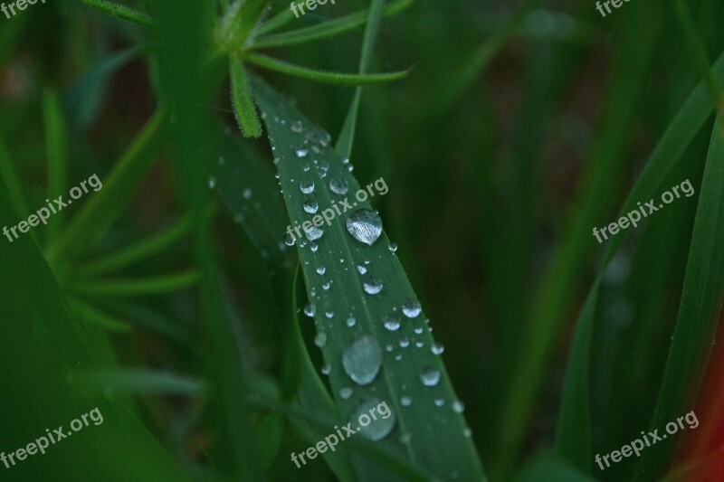 Grass Wet Nature Drops Of Water Free Photos