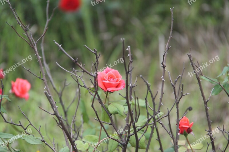 Rose Barbed Beautiful The Scenery Free Photos