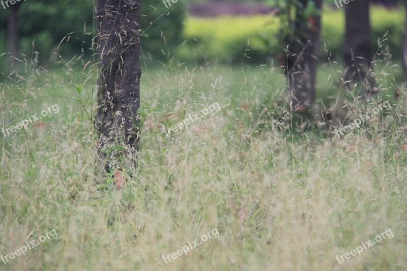 Focus Outdoor The Scenery Trees Hay