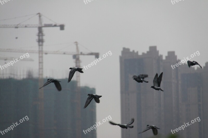 Birds Changsha Tall Buildings Estate Free Photos