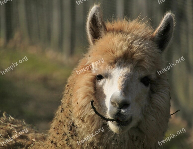 Animal Alpaca Fur Furry Head