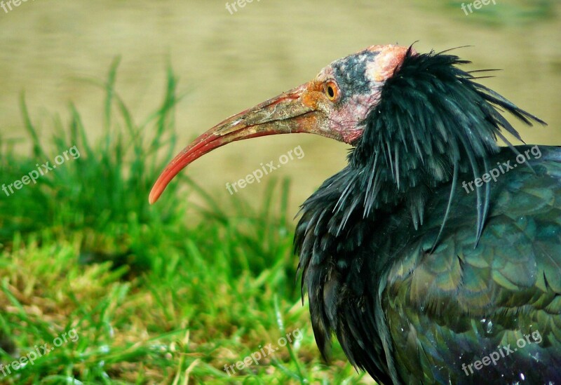 Ibis Bird Animal Bill Curved Beak