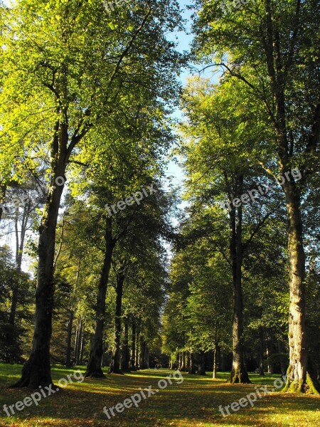 Trees American Lime Lime Tree Line Solitude