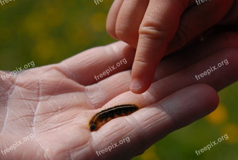 Child's Hand Finger Caterpillar Free Photos