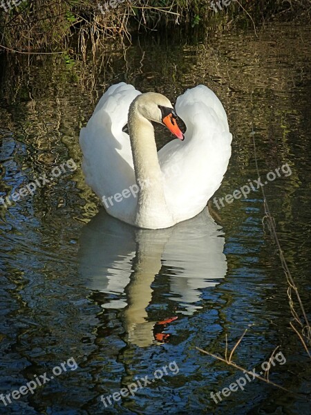 Swan Lake Water Bird Waters Gooseneck