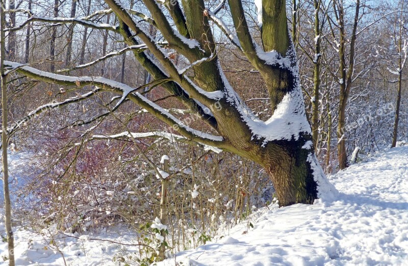 Tree Winter Snow Landscape Snowy Wintry