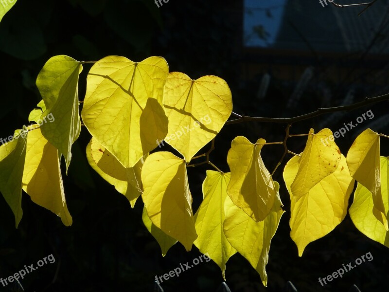 Fall Foliage Judas Tree Yellow Backlighting Leaves