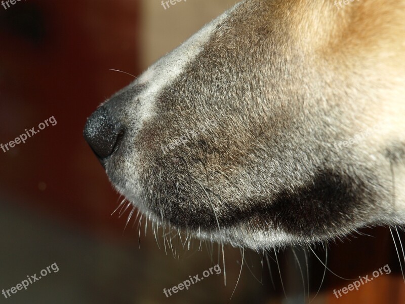 Dog Snout Snout Nose Animal Dog