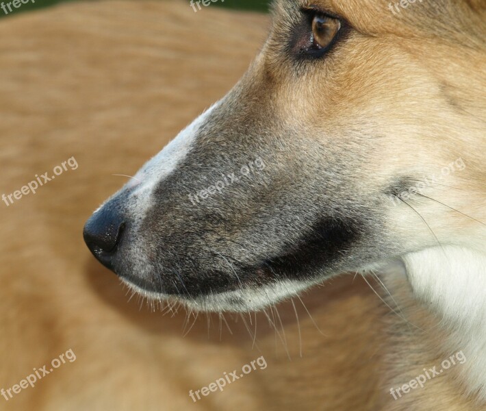 Dog Snout Nose Snout Dog Eye