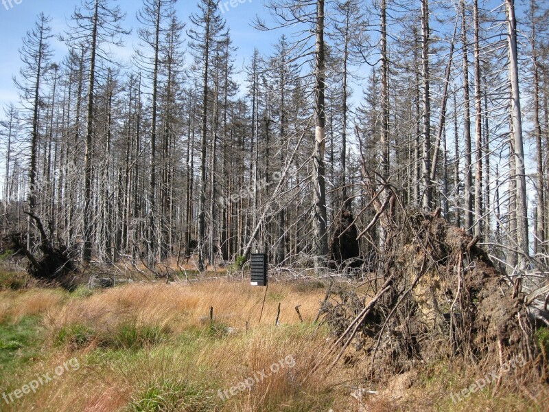 Dying Tree Dead Wood Dead Plant Acid Rain Forest