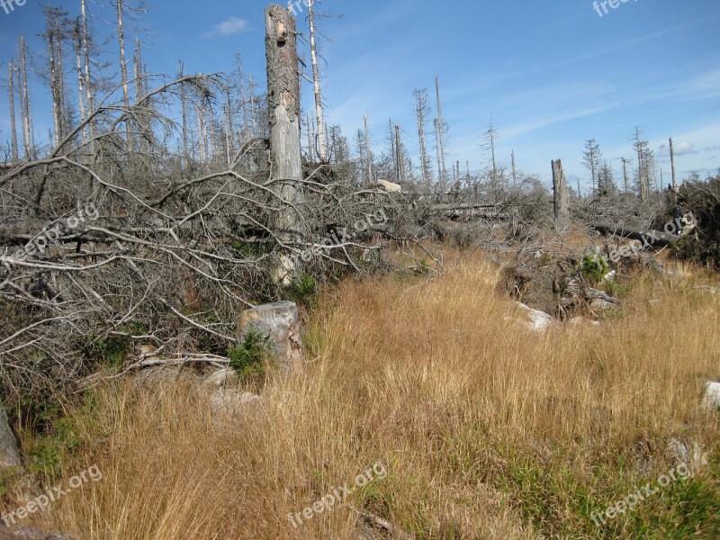 Dying Tree Dead Wood Dead Plant Acid Rain Forest