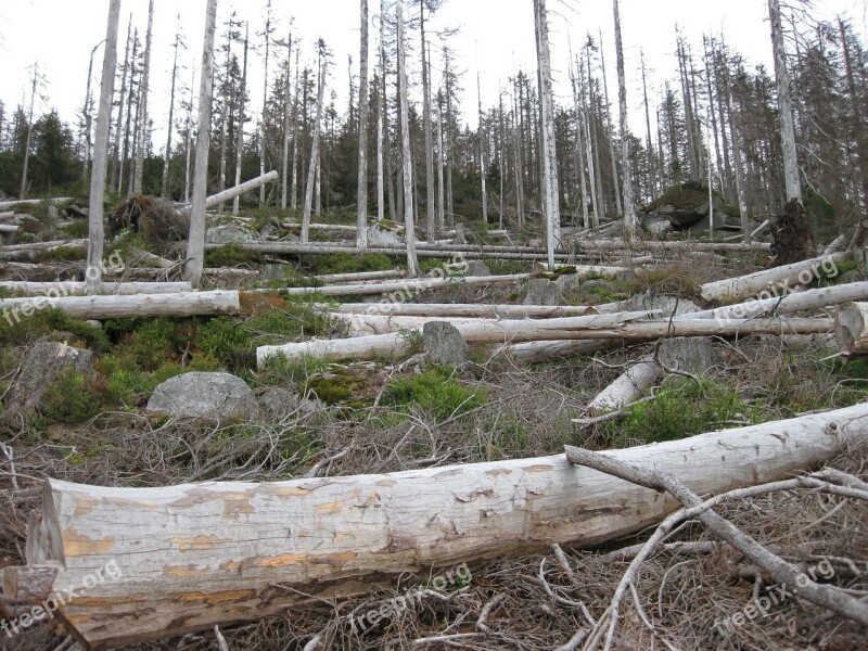 Dying Tree Dead Wood Forest Grove Free Photos