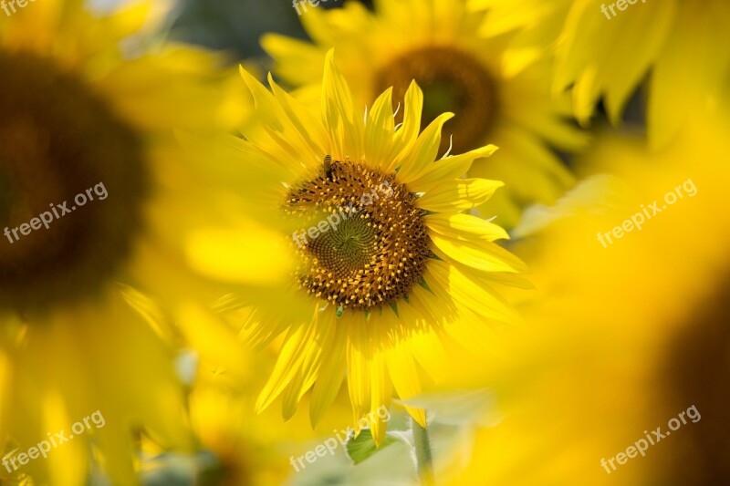 Sun Flowers Sunny Sun Flowers Sunshine