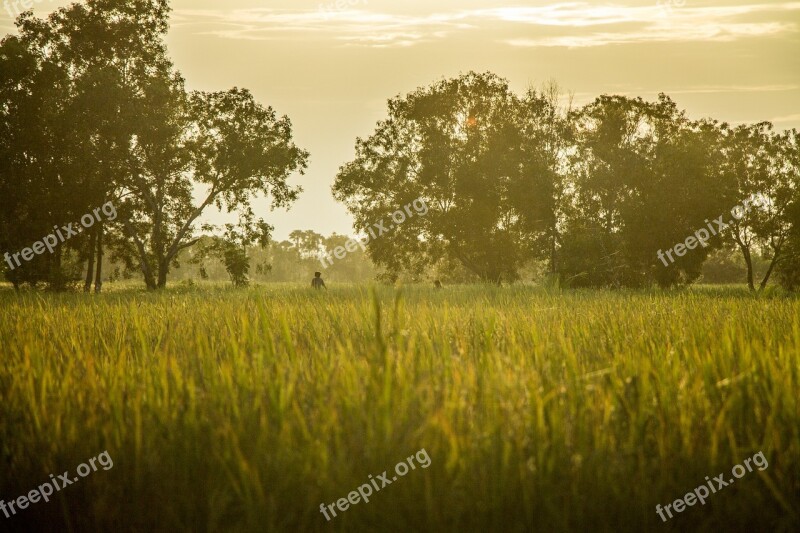 Rice Field Farm Nature Plant