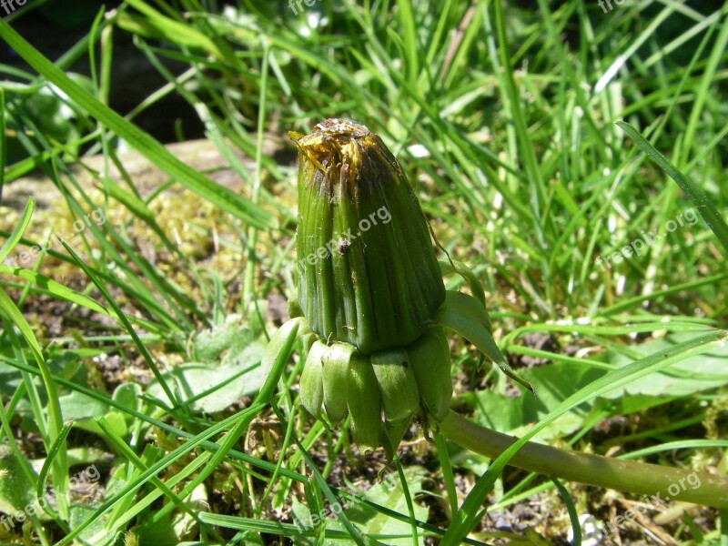 Dandelion Withers Botany Free Photos