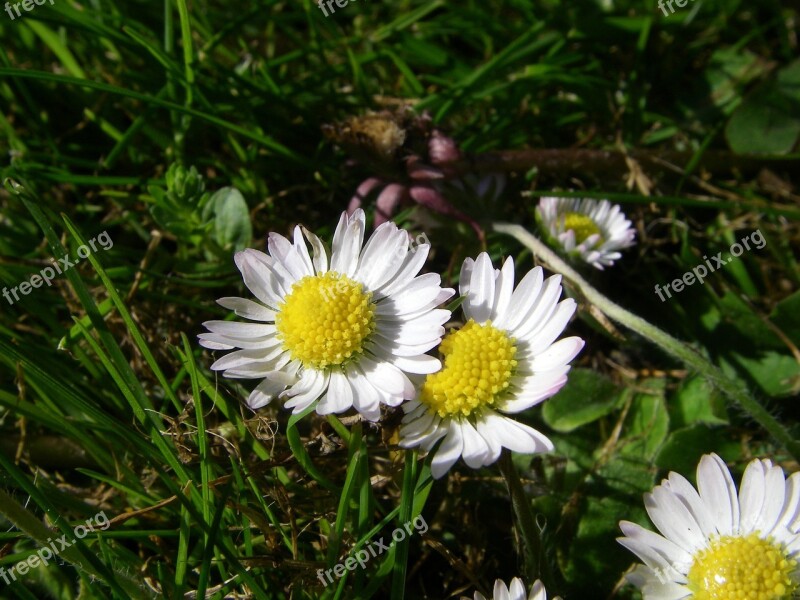 Bellis Flower Botany Free Photos