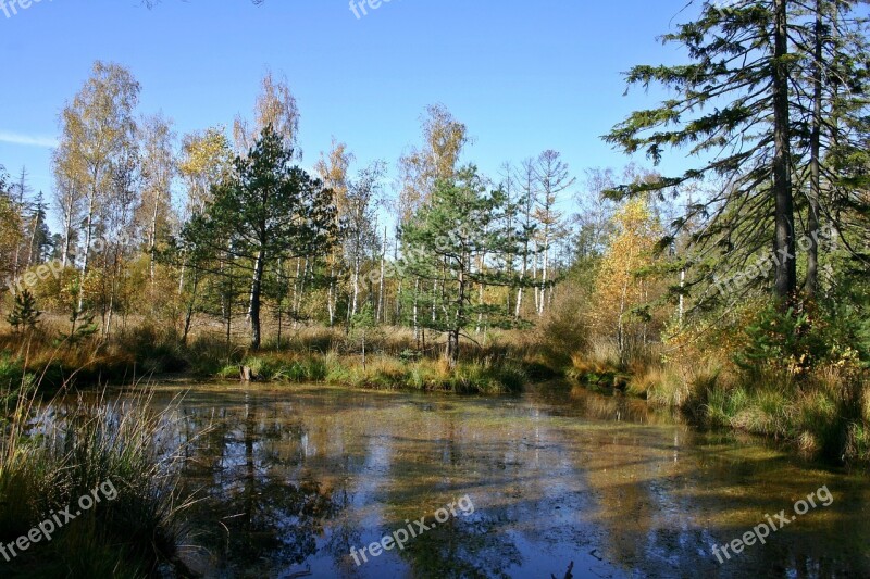 Wetland Lake Pond Forest Nature