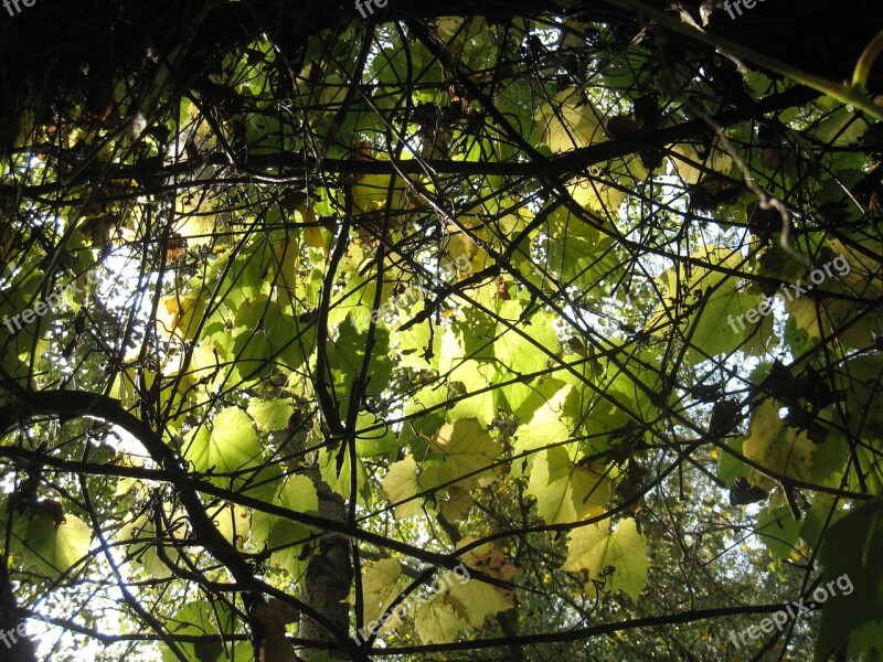 Leaves Wild Grapes Autumn Lights Sunshine Free Photos