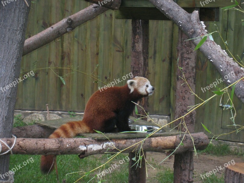 Red Panda Nyíregyháza Zoo Free Photos