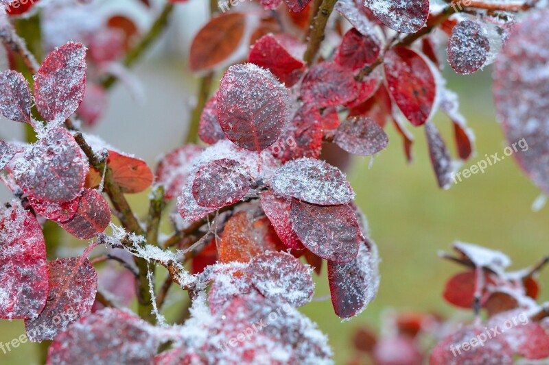 Judas Tree Leaves Hoarfrost Free Photos