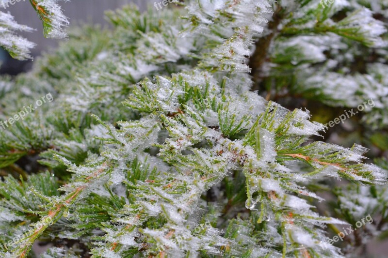 Cedar Hoarfrost Frozen Ice Plant