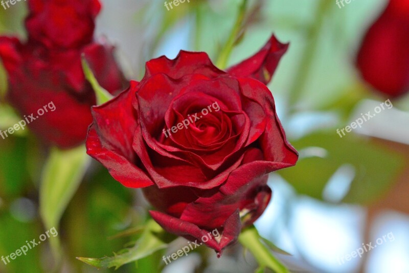 Red Roses Flowers Close Up Plant Free Photos