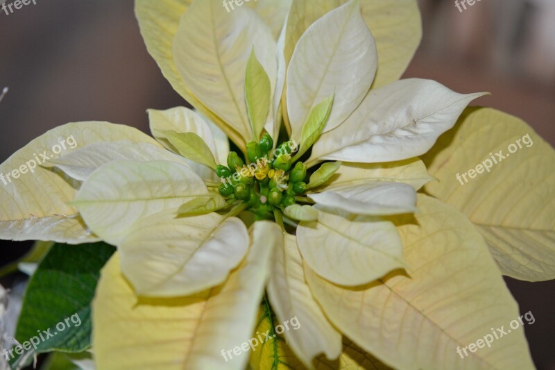 Poinsettia Yellow Flower Free Photos