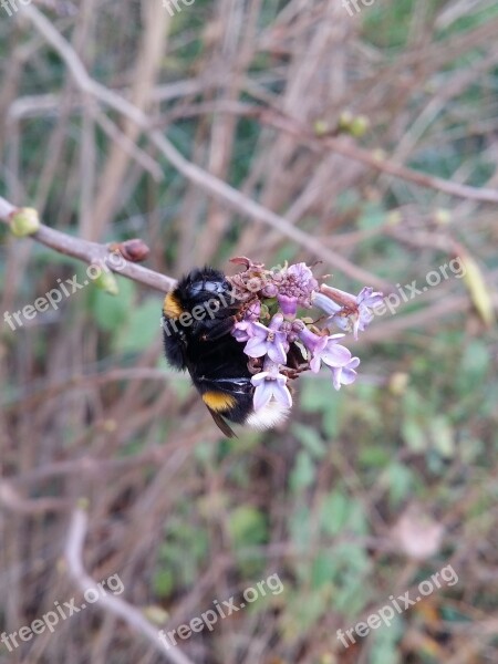 Bumblebee Nature Bee Insect Natural