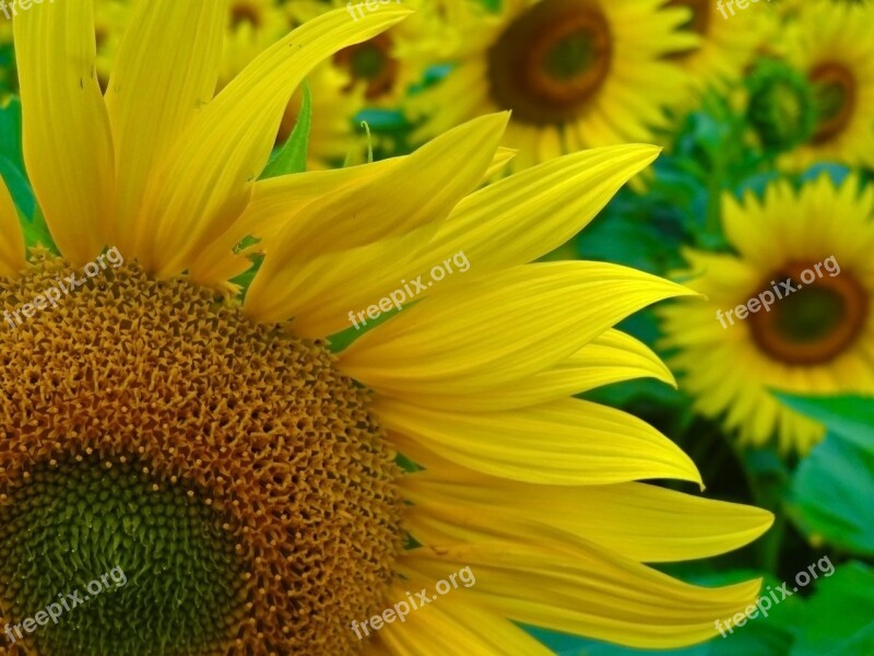 Sunflower Blossom Bloom Summer Yellow