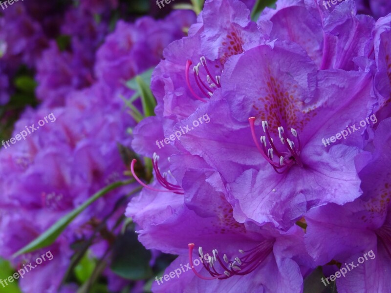 Rhododendron Ericaceae Blossom Bloom Purple