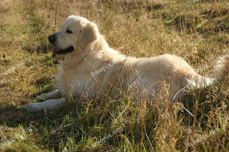 Retriever Golden Retriever Pet Animal Fur