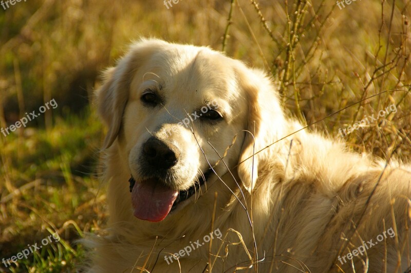 Dog Retriever Golden Retriever Pet Animal