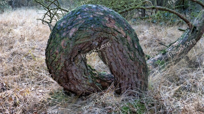 Tree Crooked Growth Forest Nature