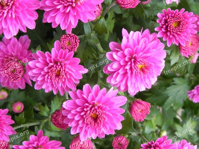 Gerbera Macro Blossom Bloom Nature