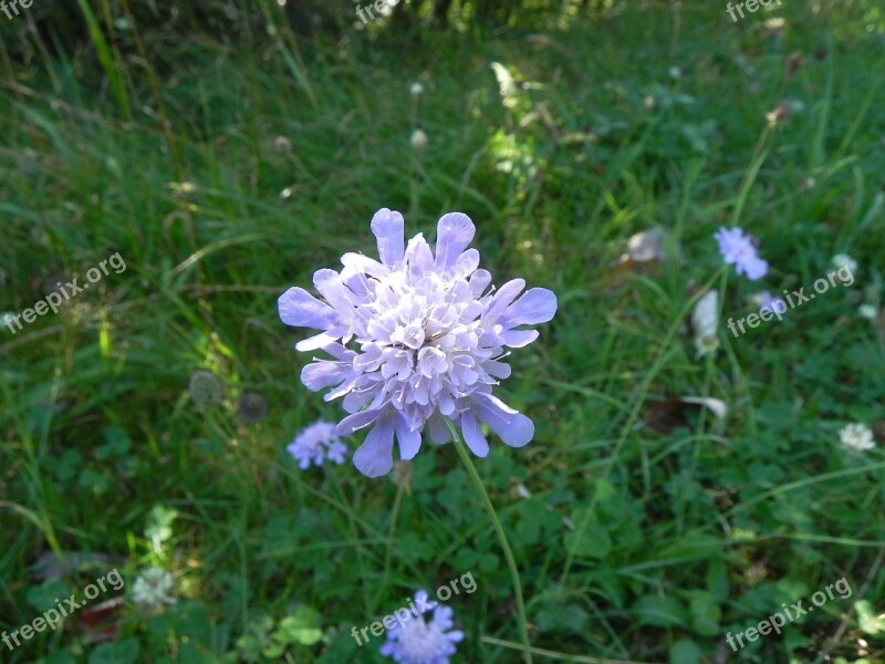 Grassland Plants Macro Blossom Bloom Flower