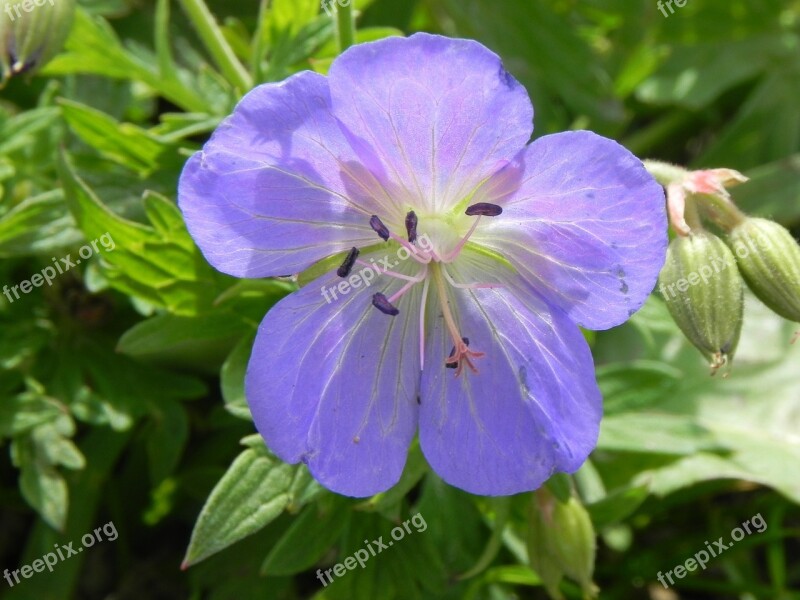 Cranesbill Macro Purple Blossom Bloom