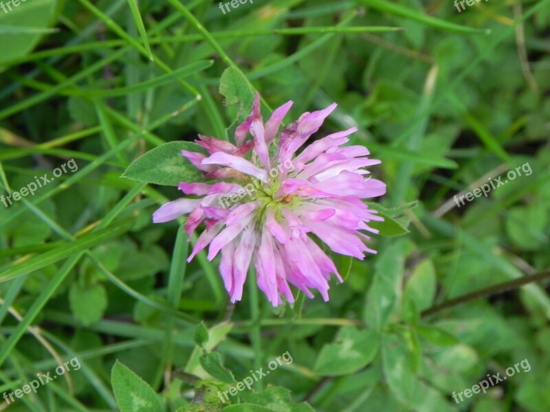 Klee Pink Macro Pointed Flower Meadow