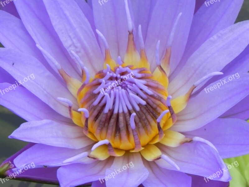 Water Lily Pink Macro Aquatic Plant Blossom