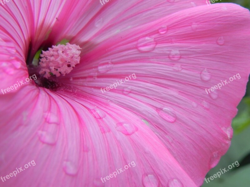 Hibiscus Macro Drip Blossom Bloom