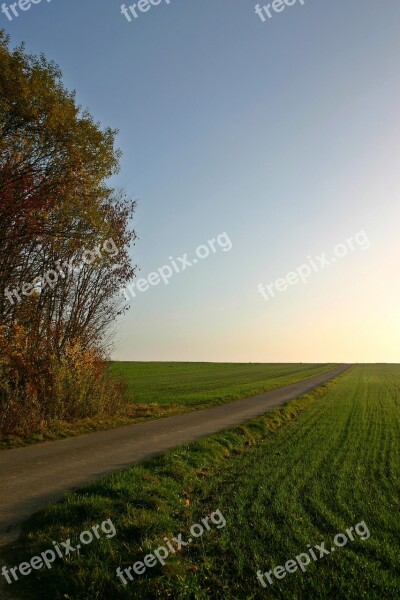 Field Lane Away Nature Tree