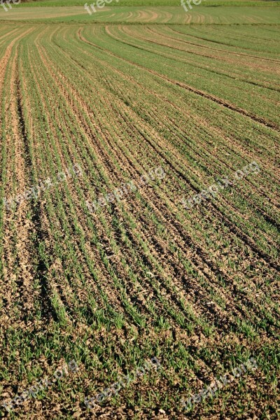 Field Arable Landscape Nature Agriculture