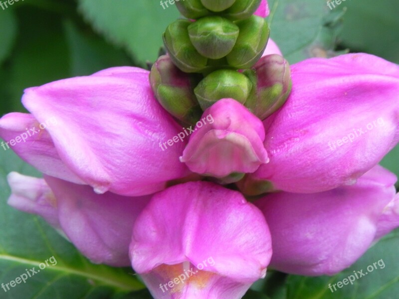 Macro Blossom Bloom Flower Small Flower