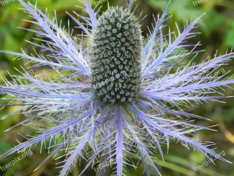 Thistle Flower Plant Violet Nature