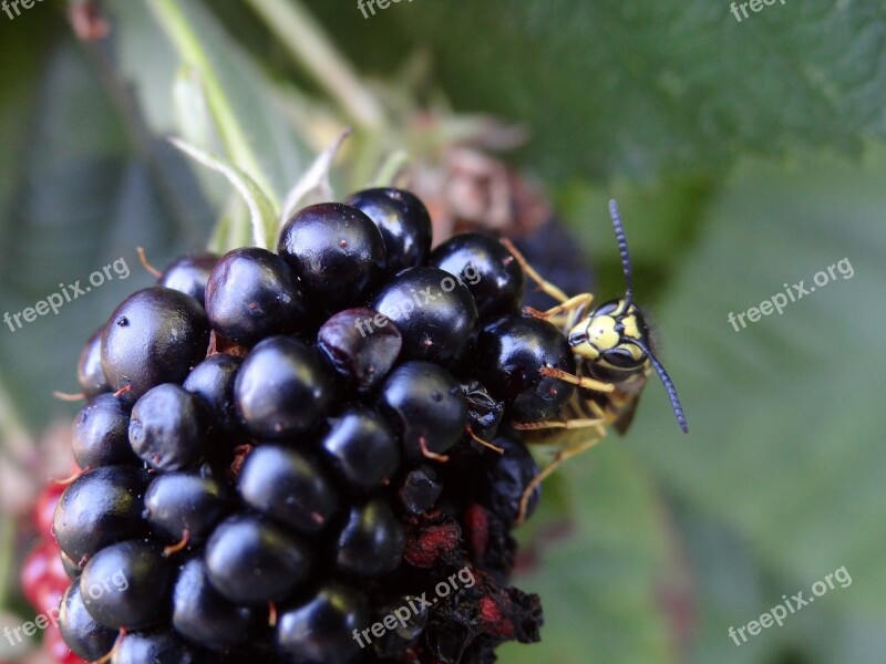 Wasp Nature Insect Free Photos