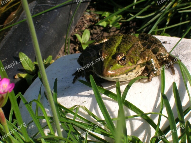 Frog Pond Garden Water Green